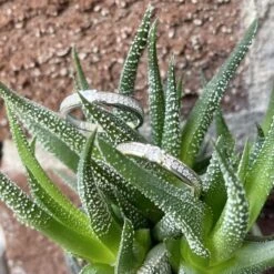Bague Semi-éternité En Or Jaune Ou Blanc 10K 9 Bague Semi-éternité En Or Jaune Ou Blanc 10K -Mathieu Blan Chard Soldes rpm bague semi eternite cz en or jaune ou blanc 10k 29509174984871