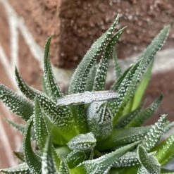 Bague Semi-éternité En Or Jaune Ou Blanc 10K 8 Bague Semi-éternité En Or Jaune Ou Blanc 10K -Mathieu Blan Chard Soldes rpm bague semi eternite cz en or jaune ou blanc 10k 36302886240504